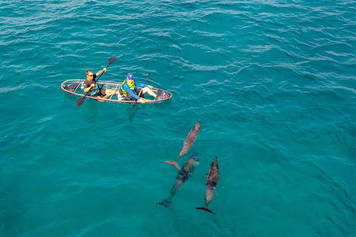 Vida Marinha Caiaque